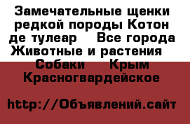 Замечательные щенки редкой породы Котон де тулеар  - Все города Животные и растения » Собаки   . Крым,Красногвардейское